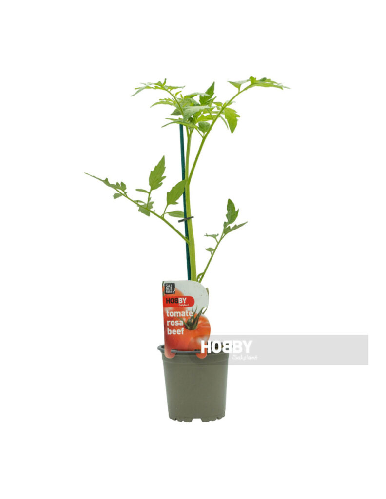 Planta de tomate rosa beef en maceta