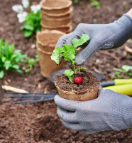 Manos con guantes plantando una plántula de rábano