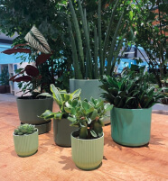 Conjunto de plantas en macetas verdes sobre suelo