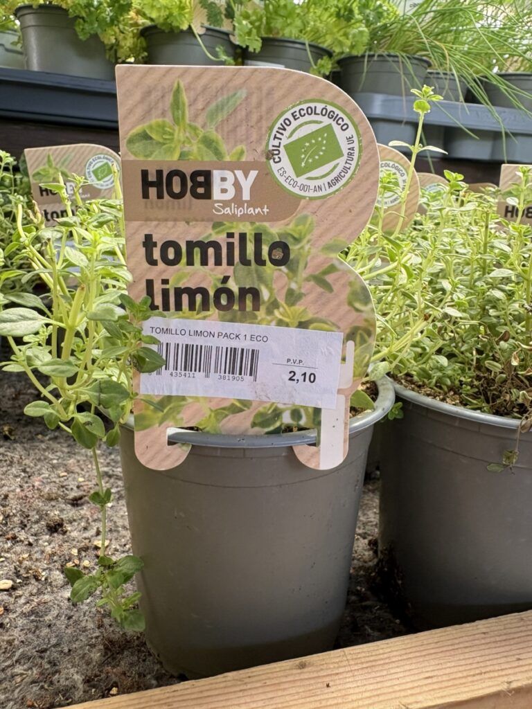 Maceta de tomillo limón ecológico en vivero