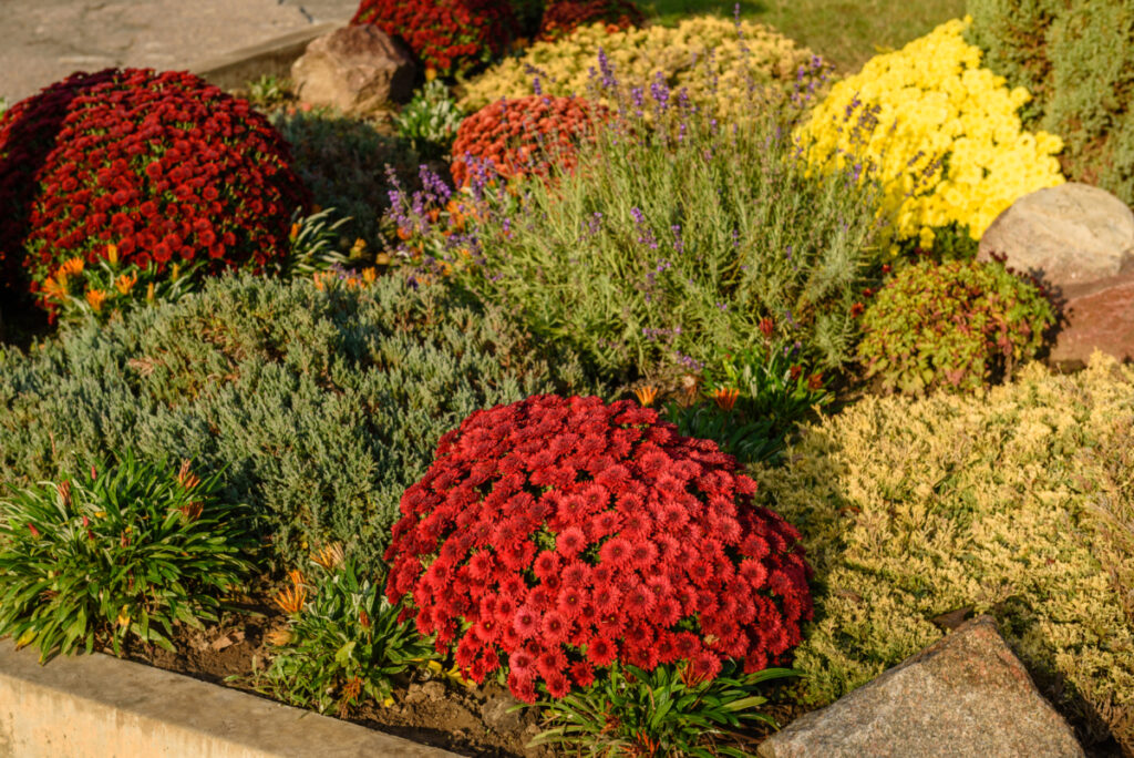 Jardín con crisantemos rojos y amarillos en guadalajara