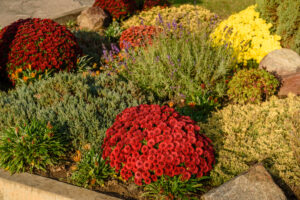 Jardín con crisantemos rojos y amarillos en guadalajara