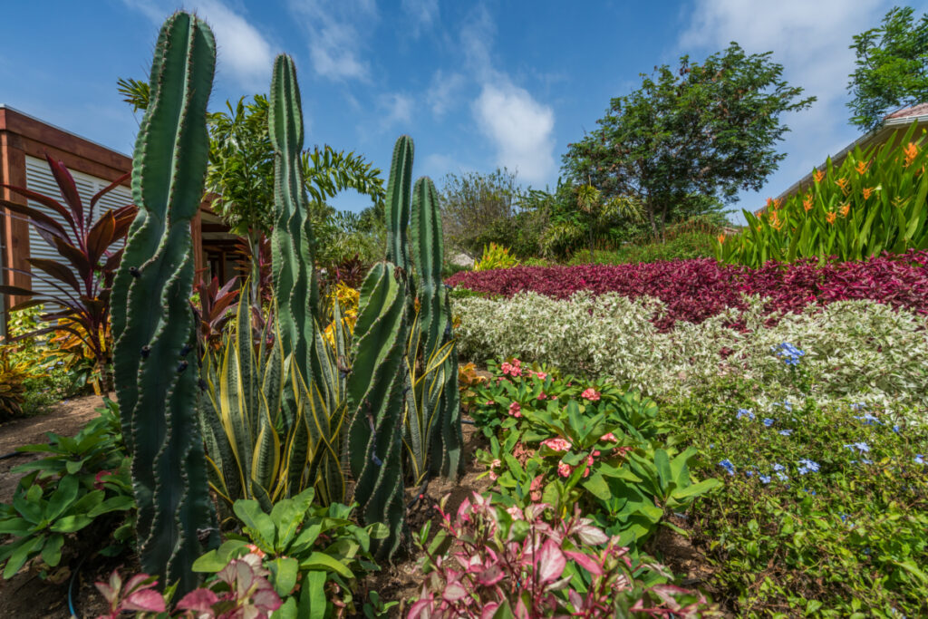 Jardín tropical con cactus y plantas coloridas